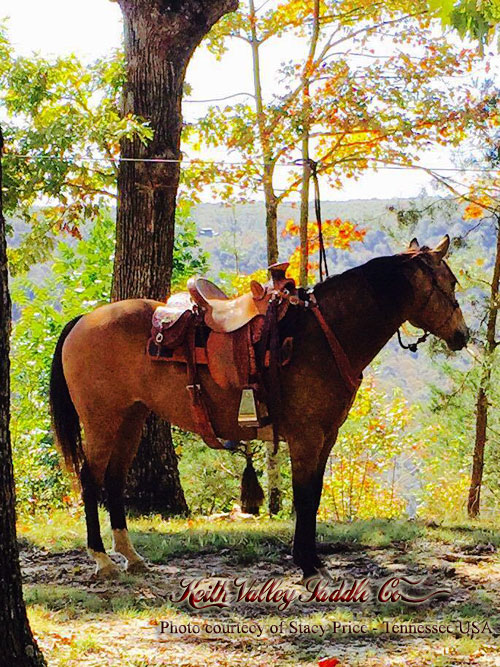 A punchy medium weight (around 35lbs) Inskirt Wade saddle, built on a 94 degree bar that fits a well built muscular shoulder horses. Seat is finished at 15 &1/4 inch with a close contact deep pocket fit. Gullet is 7 & 1/2 inch height by 6 & 1/2 width with the back hand hole width at 4 inch. Horn - 3 inch height by 4 inch width Guadalajara. Cantle is 4 inch in height by 12 & 1/2 in width with a Cheyenne roll. In skirt riggin at 7/8ths. Stainless Steel Stirrups are 5 inch, leather lined with heal blocks.